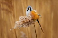 Sykorice vousata - Panurus biarmicus - Bearded Reedling o4601